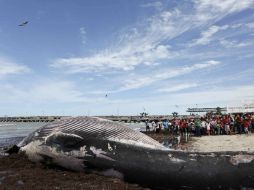 Señalan que en los últimos 20 años no se había registrado otro varamiento de una ballena de esta especie. AP /