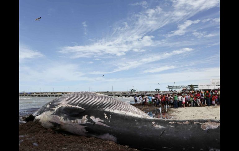 Señalan que en los últimos 20 años no se había registrado otro varamiento de una ballena de esta especie. AP /