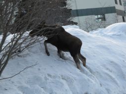 Los alces que habitaron la tundra alascana fueron desapareciendo de manera gradual. AP / ARCHIVO