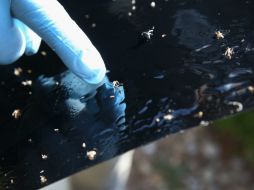 El zika puede causar síntomas como fiebre, artritis, conjuntivitis, dolores musculares o dolor de cabeza. AFP / J. Moore