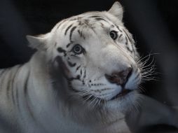 El tigre blanco escapó de su jaula tras atacar al cuidador pero unas horas después fue recapturado. SUN / ARCHIVO