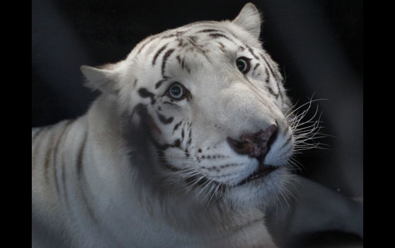 El tigre blanco escapó de su jaula tras atacar al cuidador pero unas horas después fue recapturado. SUN / ARCHIVO