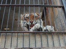 Los felinos se desincorporaron del patrimonio municipal en la sesión de Ayuntamiento celebrada el 12 de diciembre de 2014. ESPECIAL / Gobierno de Zapopan