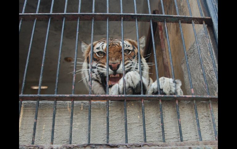 Los felinos se desincorporaron del patrimonio municipal en la sesión de Ayuntamiento celebrada el 12 de diciembre de 2014. ESPECIAL / Gobierno de Zapopan