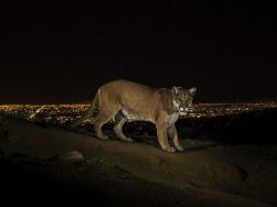 Luego de tranquilizarlo, el felino fue valorado por veterinarios, quienes no le encontraron lesiones. EFE / ARCHIVO