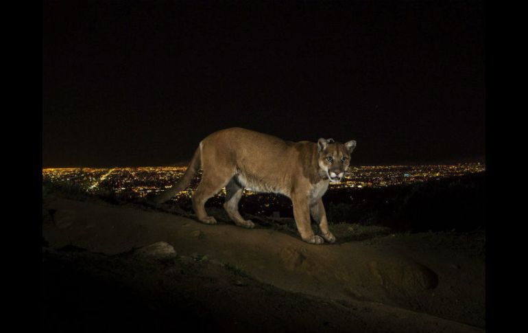 Luego de tranquilizarlo, el felino fue valorado por veterinarios, quienes no le encontraron lesiones. EFE / ARCHIVO