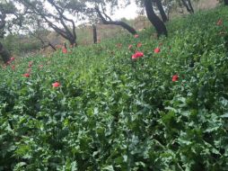 Los plantíos estaban sobre el arroyo Santa Cruz de la Delegación de San Andrés Cohamiata. TWITTER / @FiscaliaJal