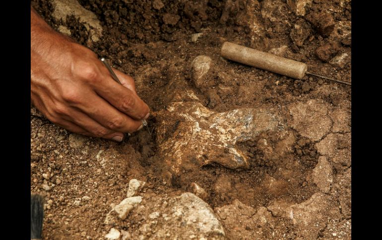 La pieza fue hallada en Beaumaris y es la única muestra de su tipo que se ha descubierto en Australia. EL INFORMADOR / ARCHIVO