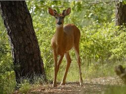 Hoy, 22 de abril, se celebra el Día Internacional de la Madre Tierra. NTX / ARCHIVO