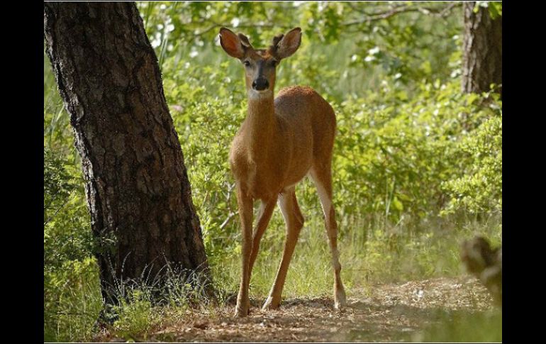 Hoy, 22 de abril, se celebra el Día Internacional de la Madre Tierra. NTX / ARCHIVO