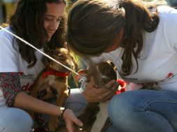 El Centro de Salud Animal del municipio puso en adopción a 10 perros y un gato en la Pila Seca. EL INFORMADOR / A. Hinojosa