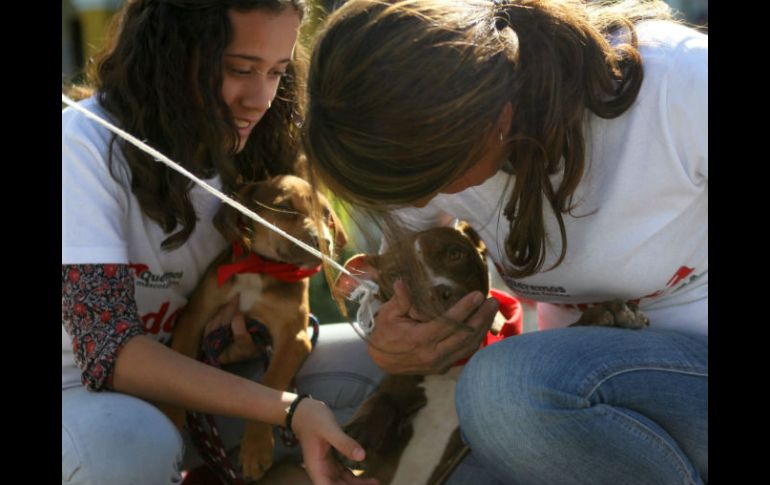 El Centro de Salud Animal del municipio puso en adopción a 10 perros y un gato en la Pila Seca. EL INFORMADOR / A. Hinojosa