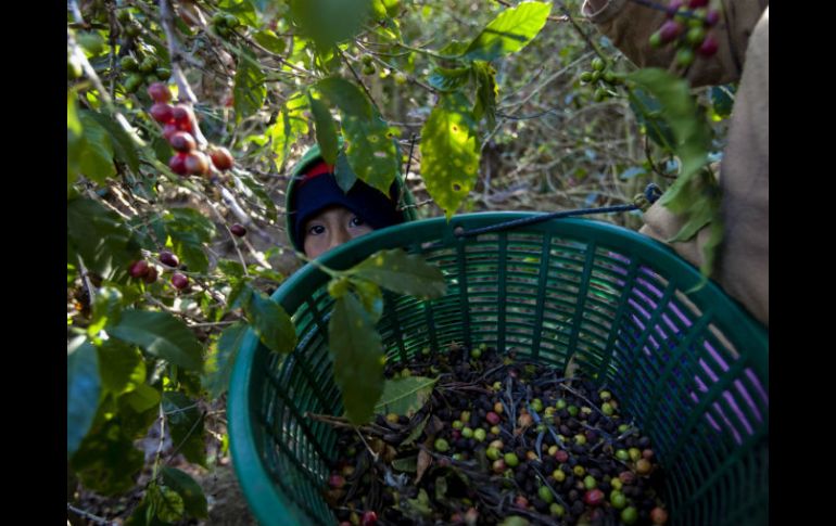 El bajo desempeño ha llevado a que actualmente México ocupe el noveno sitio como productor de café a nivel mundial. EFE / ARCHIVO