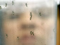 En Brasil se han registrado 1.5 millones de casos de zika. AP / ARCHIVO