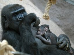 El parto no tuvo complicaciones, la madre y el recién nacido se encuentran en perfecto estado de salud. AFP / M. Cizek