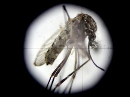 Se trata de las primeras cifras oficiales de zika que ofrecen las autoridades brasileñas. EFE / L. Muñoz