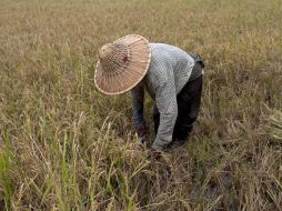 Corea del Norte sufre desde la década de 1990 una constante escasez de alimentos. AFP / ARCHIVO