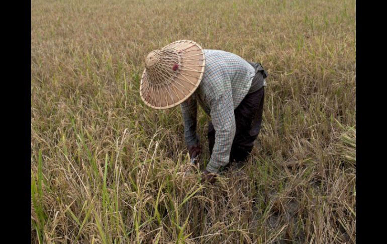 Corea del Norte sufre desde la década de 1990 una constante escasez de alimentos. AFP / ARCHIVO