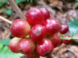 La mayoría de los productores cafetaleros son de regiones indígenas, por lo cual buscan generar bienestar a estas comunidades. NTX / ARCHIVO