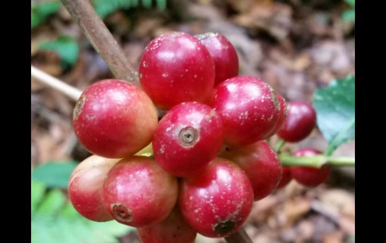 La mayoría de los productores cafetaleros son de regiones indígenas, por lo cual buscan generar bienestar a estas comunidades. NTX / ARCHIVO