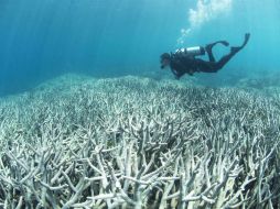 Constatan que el cambio climático arruina las posibilidades de supervivencia de una de las grandes maravillas del mundo. AFP /