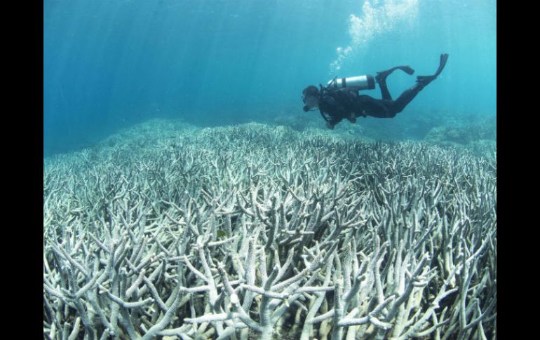 Constatan que el cambio climático arruina las posibilidades de supervivencia de una de las grandes maravillas del mundo. AFP /