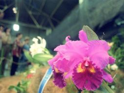 En Brasil hay tres mil especies de orquídeas, y alrededor de 300 se encuentran en la Amazonia. AFP / ARCHIVO