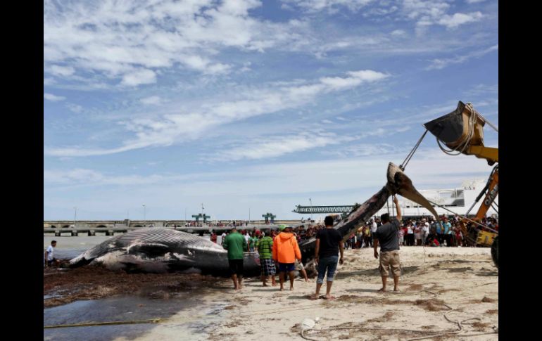 Se tardó dos días para utilizar una excavadora para fragmentar la ballena. SUN / L. Hernández