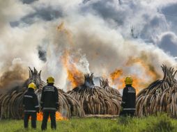 Con este acto sin precedentes, Kenia quiere enviar un mensaje: el marfil sólo tiene valor cuando está en un elefante vivo. EFE / D. Kurokawa