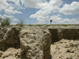 Entre las acciones que se aplicarán destacan las barrera rompevientos que detendrían el flujo de agua que desgasta el suelo. EL INFORMADOR / ARCHIVO