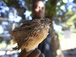 El único requisito es que el comprador tenga terrenos e infraestructura adecuados para los animales. EFE / A. Ufumeli