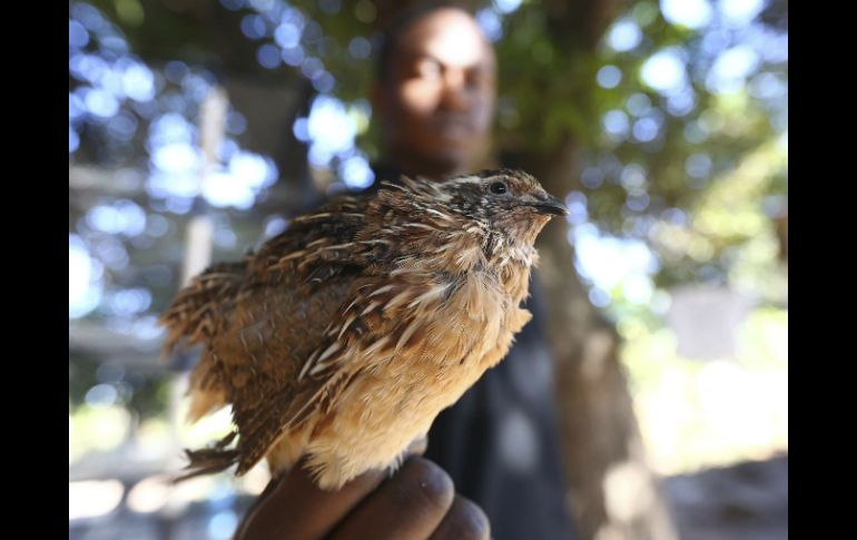 El único requisito es que el comprador tenga terrenos e infraestructura adecuados para los animales. EFE / A. Ufumeli