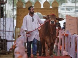 Un panel de expertos calificaba a las bestias por su tamaño y físico en general. AP / A. Qadri