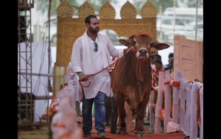 Un panel de expertos calificaba a las bestias por su tamaño y físico en general. AP / A. Qadri