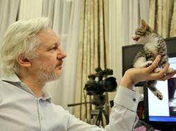 WikiLeaks y Sunshine Press publicaron una imagen de Assange y el gatito, que está en la palma de su mano, mirándose. TWITTER / @EmbassyCat