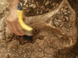 El sitio arqueológico está a unos ocho metros bajo el agua en un sumidero del río Aucilla. EL INFORMADOR / ARCHIVO