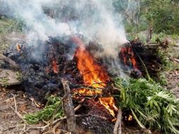 En Tequila se localiza un terreno de tres mil 900 metros cuadrados, donde había aproximadamente 19 mil 500 plantas. ESPECIAL / Fiscalía General de Jalisco