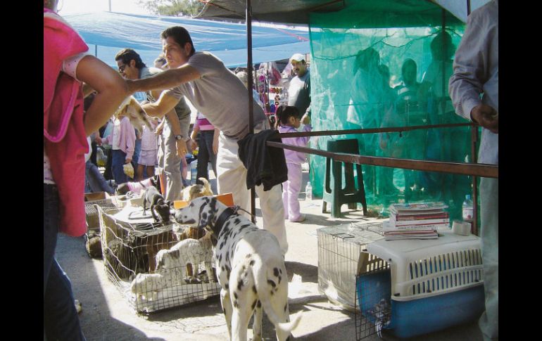 Desde noviembre, personal del Ayuntamiento ha implementado operativos para combatir principalmente la venta de animales. EL INFORMADOR /