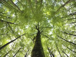 Podrían capturar el equivalente al dióxido de carbono producido por  toda Latinoamérica en los últimos 20 años. EFE / ARCHIVO