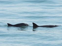 La vaquita marina  es el cetáceo más pequeño que existe y el mamífero marino más amenazado del Planeta. NTX / ARCHIVO