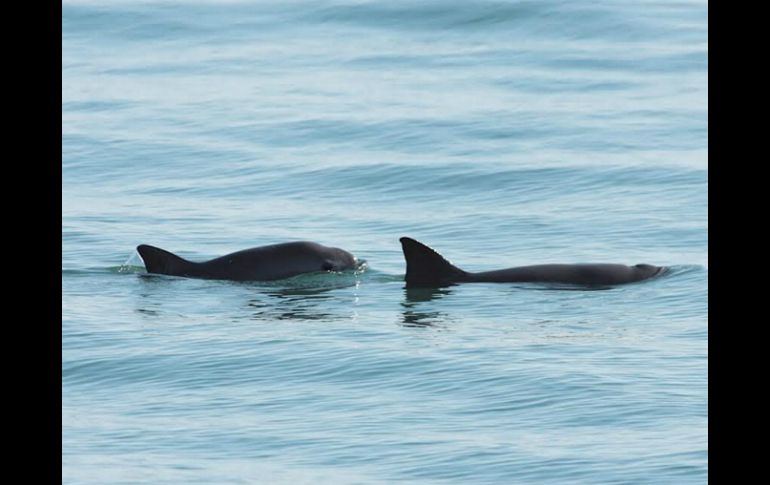 La vaquita marina  es el cetáceo más pequeño que existe y el mamífero marino más amenazado del Planeta. NTX / ARCHIVO