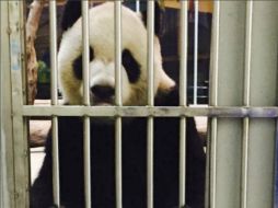 Tuan Tuan, de 11 años, posó el lunes tras las rejas de su celda y junto a ejemplares de varios periódicos del día. AP / Taipei zoo