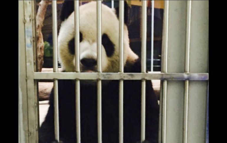 Tuan Tuan, de 11 años, posó el lunes tras las rejas de su celda y junto a ejemplares de varios periódicos del día. AP / Taipei zoo