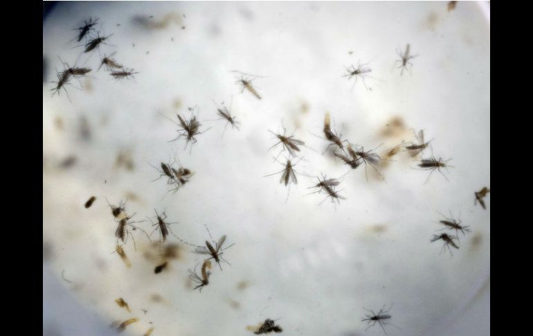 Los mismos mosquitos que transmiten la fiebre amarilla también transfieren el virus del zika y el dengue. AP / ARCHIVO