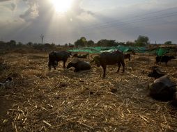 Abril y mayo son meses calurosos en el país asiático, justo antes de que llegue la época de lluvias en las primeras semanas de junio. AP / M. Swarup