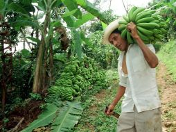 En el valle de Cihuatlán se cuenta con dos mil 500 hectáreas de plátano, lo que supone un renglón de gran importancia productiva. NTX / ARCHIVO