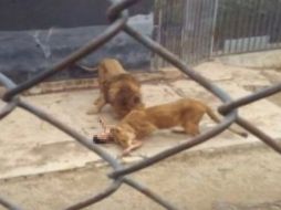 Los dos leones abatidos eran de especie africana, habían nacido en el zoológico de la capital chilena y tenían unos 22 años de edad. ESPECIAL /