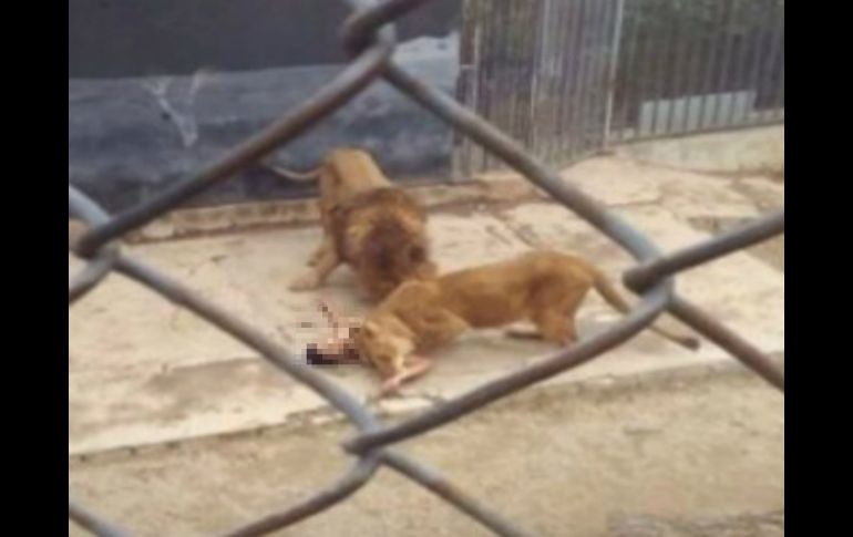 Los dos leones abatidos eran de especie africana, habían nacido en el zoológico de la capital chilena y tenían unos 22 años de edad. ESPECIAL /