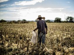 Con el desarrollo de este grano, se espera enfrentar problemas de tipo climático y falta de agua, que derivan en baja de producción. EL INFORMADOR / ARCHIVO