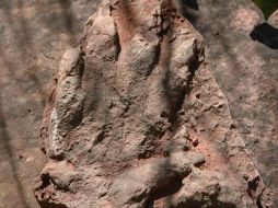 Confirman que cuatro huellas de dinosaurio fueron descubiertas en el ejido Esqueda en Sonora. AP / ARCHIVO